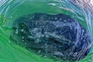 baby grey whale nose at sunset in pacific ocean photo