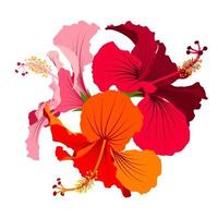 Hibiscus detailed full bloom flowers set. Floral clip art. Colorful botanical vector image.