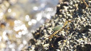 Crab on the rock at the beach, rolling waves, close up video