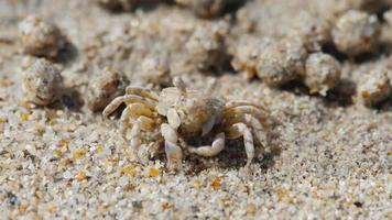 scopimera globosa, caranguejo de areia ou borbulhador de areia vivem em praias arenosas na ilha tropical de phuket. eles se alimentam filtrando areia através de suas bocas, deixando para trás bolas de areia.