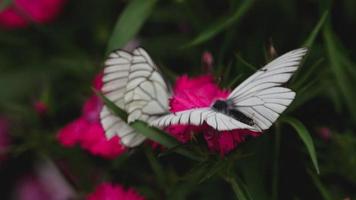 aporie crataegi zwart geaderd wit vlinder Aan roze anjer bloem video