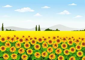 Illustration of sunflower field vector