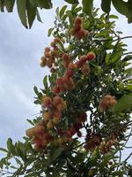 Rambutan Fruit Fresh photo