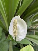 Beautiful White Flower photo