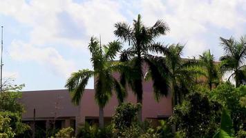 palmeras tropicales cielo azul nublado playa del carmen mexico.