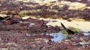 grackle-vogel met grote staart eet sargazo op strand mexico. video