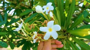 plumeria boom struik met wit en geel bloemen in Mexico. video