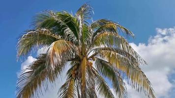 Tropical palm tree coconuts blue sky in Tulum Mexico. video