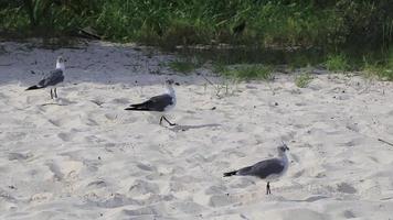 Möwe Möwen zu Fuß am Strand Sand Playa del Carmen Mexiko. video