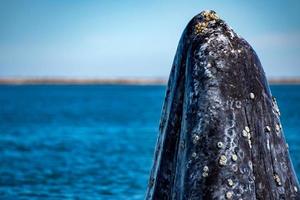 grey whale mother nose going up photo