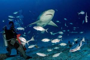 bull shark coming to you while feeding photo