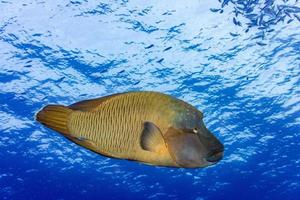 Napoleon fish underwater in Maldives photo