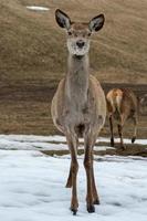 deer portrait while looking at you photo