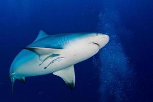 tiburón toro listo para atacar en el fondo del océano azul foto