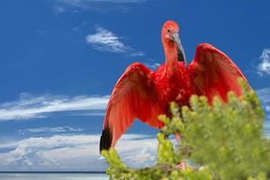 Red Ibis bird on deep blue sky background photo