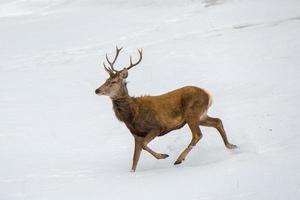 male deer portrait while running on th snow photo