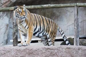 Siberian tiger ready to attack looking at you photo