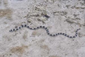 la serpiente de mar blanca y negra venenosa cerca de la orilla foto