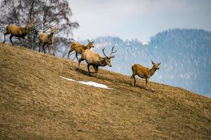 Deer on the grass background on forest background in autumn photo