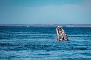 grey whale calf nose going up photo