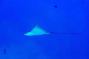 manta raya águila mientras bucea en maldivas foto