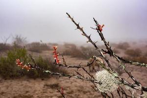 California Cactus in the fog background photo