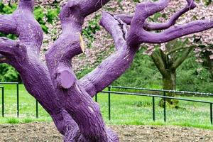 Purple violet painted tree detail photo