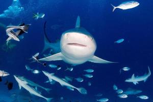 bull shark while ready to attack while feeding photo