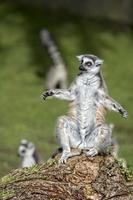 lemur monkey portrait in yoga position photo