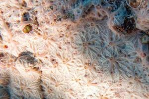 hard coral macro on night dive light photo