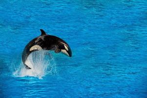 orca killer whale while jumping photo