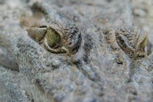 Cocodrilo ojo de caimán de cerca foto