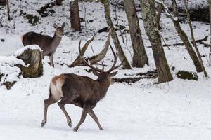red deer on snow background photo