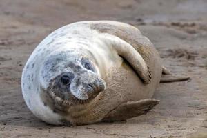 grey seal puppy while relaxing on the beach in Great Britain photo