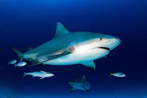 tiburón toro en el fondo del océano azul foto