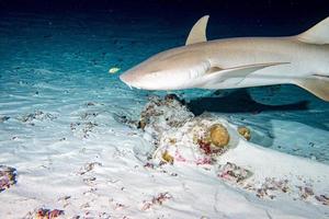 Nurse Shark close up on black at night photo