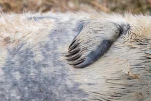 detalle de la aleta del cachorro de foca gris foto