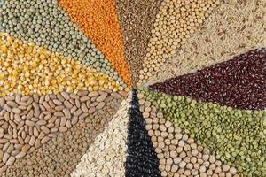 Big collection of different cereals and edible seeds. photo