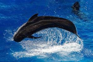 pilot whale jumping outside the sea photo