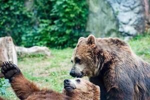 Two black grizzly bears while fighting photo