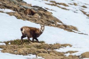 chamois deer on snow portrait photo