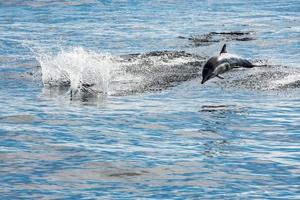 common dolphin jumping outside the ocean photo