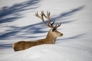 ciervo en el fondo de la nieve foto