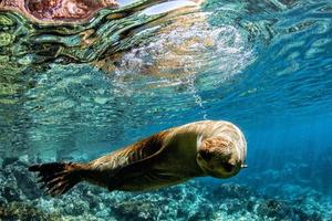 sea lion seal underwater while diving in cortez sea photo