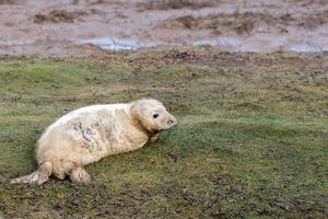 grey seal puppy while looking at you photo