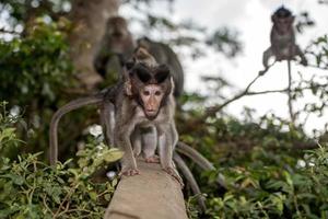 baby newborn Indonesia macaque monkey ape close up portrait photo