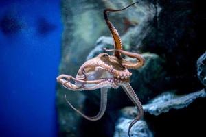 octopus underwater close up portrait while hunting photo