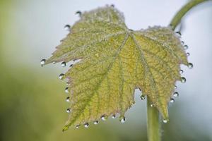 Grapes leaf with water bubbles photo