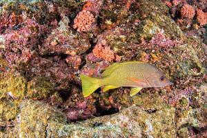 grouper sweetlips school of fish underwater photo