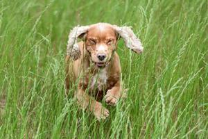 Young puppy dog English cocker spaniel while running on the grass photo